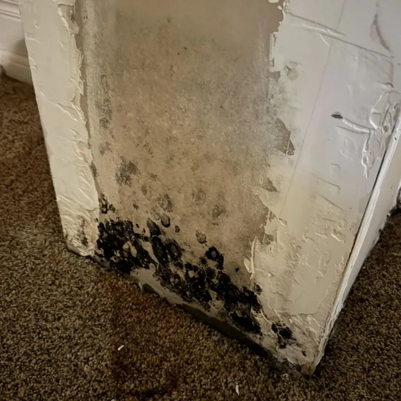 Professional Mold Removal in Century City, CA